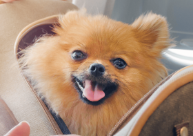 Training Your Puppy to Use Puppy Pads