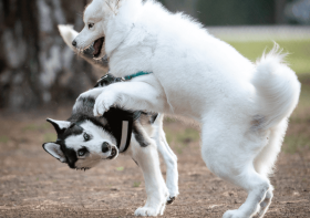 How Critical is the Critical Socialization Period?
